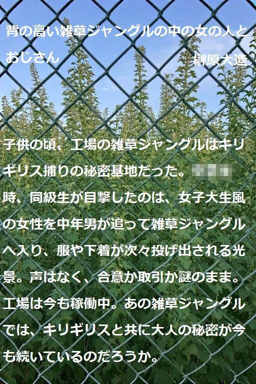 背の高い雑草ジャングルの中の女の人とおじさん